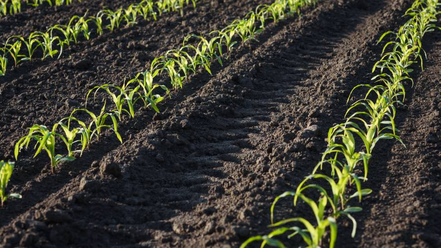 Split nitrogen feeding needs season-long oversight, CropLife says