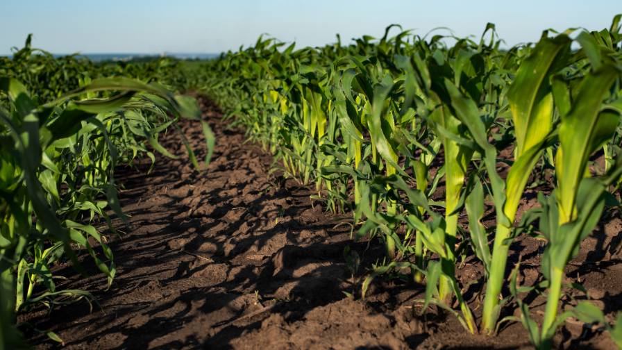 FFAR commits $9.3 million to 12 fertiliser efficiency research grants